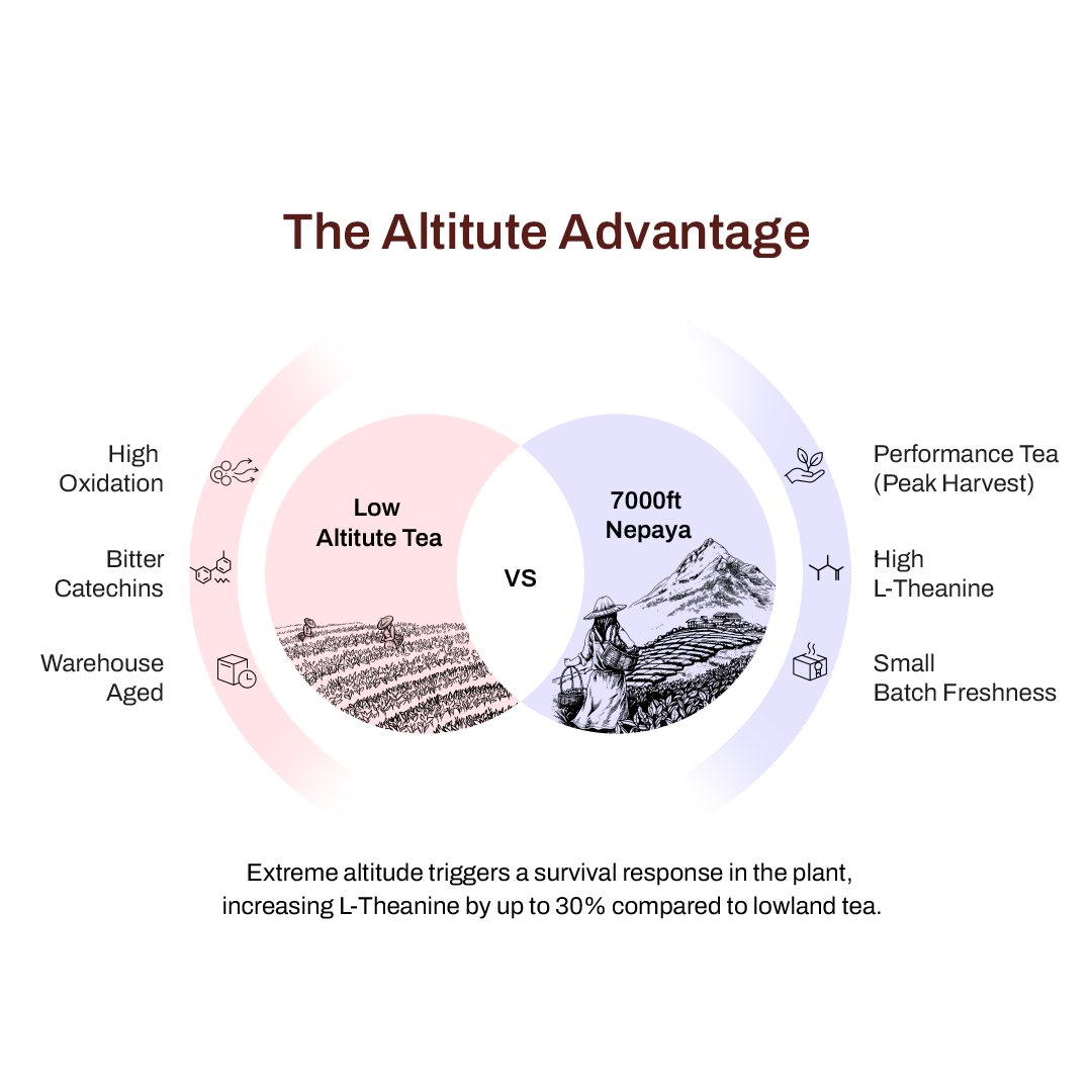 The Altitude Advantage — Nepaya vs Low Altitude Tea