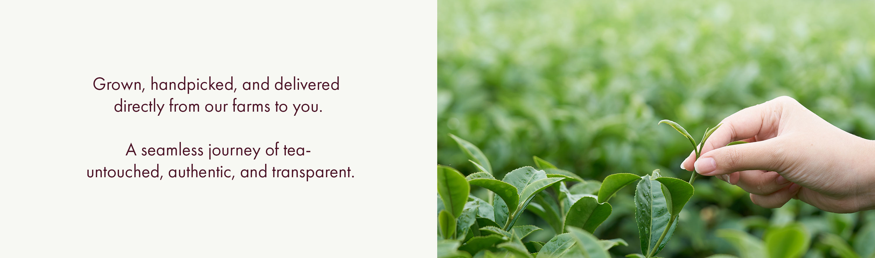 Hand-picked Himalayan tea