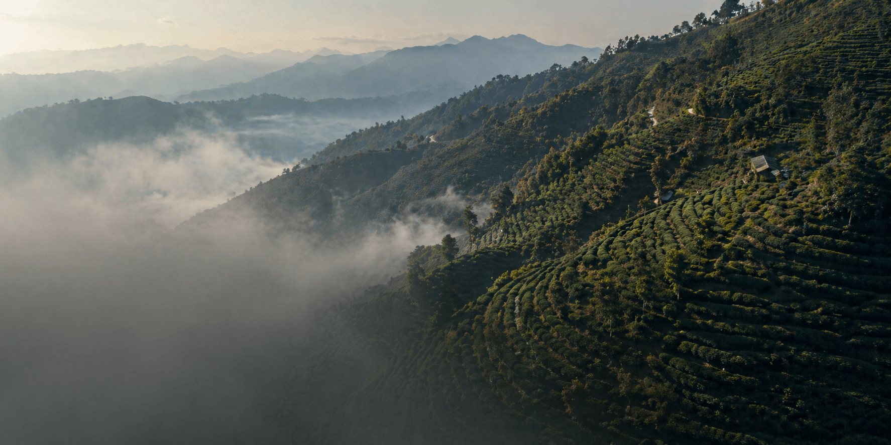 High-altitude Himalayan tea gardens in Nepal
